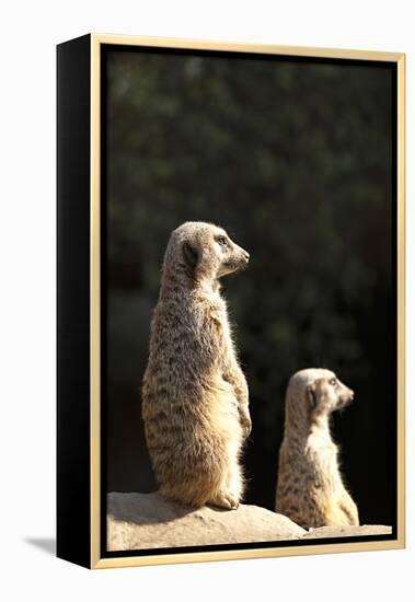 Meerkats-Karyn Millet-Framed Premier Image Canvas