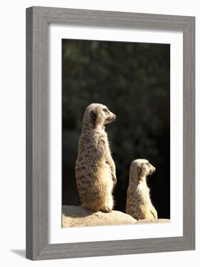 Meerkats-Karyn Millet-Framed Photographic Print