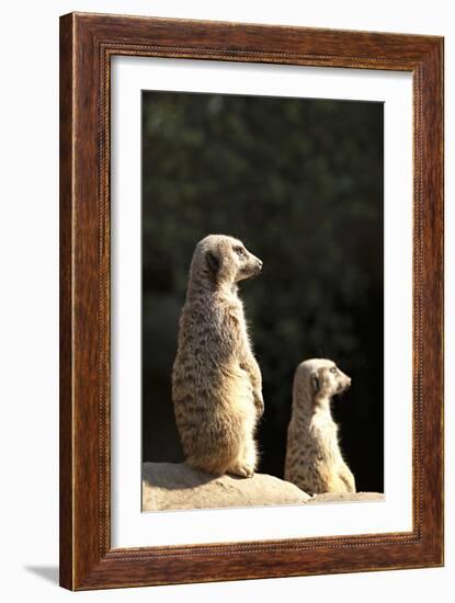 Meerkats-Karyn Millet-Framed Photographic Print