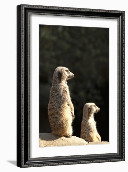 Meerkats-Karyn Millet-Framed Photographic Print