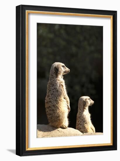 Meerkats-Karyn Millet-Framed Photographic Print