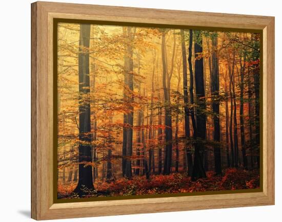 Meet Me in the Morning-Philippe Sainte-Laudy-Framed Premier Image Canvas