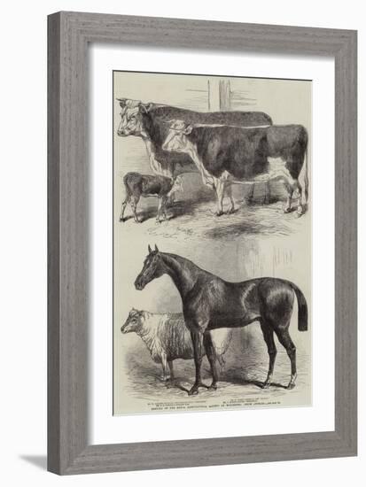 Meeting of the Royal Agricultural Society at Worcester, Prize Animals-Harrison William Weir-Framed Giclee Print