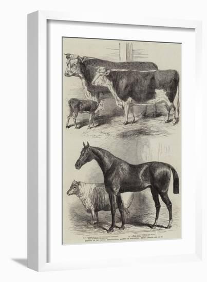 Meeting of the Royal Agricultural Society at Worcester, Prize Animals-Harrison William Weir-Framed Giclee Print