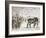 Meeting of the Shire Horse Society in Islington's Agricultural Hall, London, C1875-Frank Watkins-Framed Giclee Print