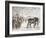 Meeting of the Shire Horse Society in Islington's Agricultural Hall, London, C1875-Frank Watkins-Framed Giclee Print