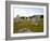 Megalithic Stones Alignments De Kremario, Carnac, Morbihan, Brittany, France, Europe-Levy Yadid-Framed Photographic Print