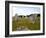 Megalithic Stones Alignments De Kremario, Carnac, Morbihan, Brittany, France, Europe-Levy Yadid-Framed Photographic Print