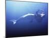 Megalodon Prehistoric Shark with Elephant-Christian Darkin-Mounted Photographic Print