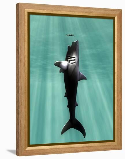 Megalodon Prehistoric Shark with Human-Christian Darkin-Framed Premier Image Canvas