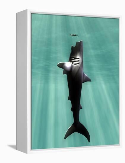 Megalodon Prehistoric Shark with Human-Christian Darkin-Framed Premier Image Canvas