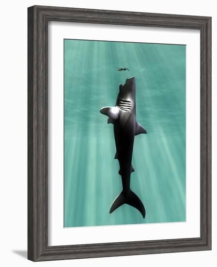 Megalodon Prehistoric Shark with Human-Christian Darkin-Framed Photographic Print