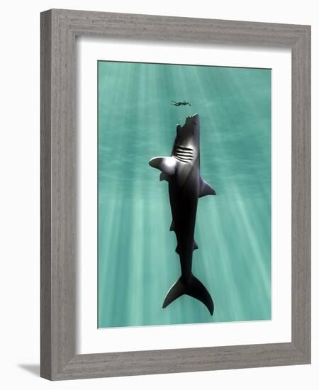 Megalodon Prehistoric Shark with Human-Christian Darkin-Framed Photographic Print