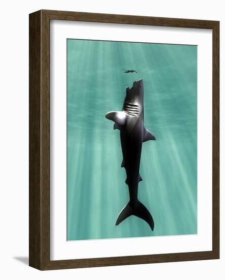 Megalodon Prehistoric Shark with Human-Christian Darkin-Framed Photographic Print