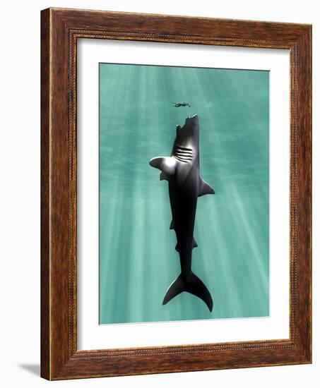 Megalodon Prehistoric Shark with Human-Christian Darkin-Framed Photographic Print