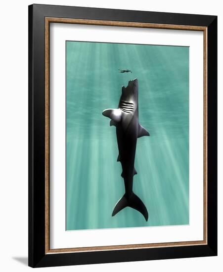 Megalodon Prehistoric Shark with Human-Christian Darkin-Framed Photographic Print