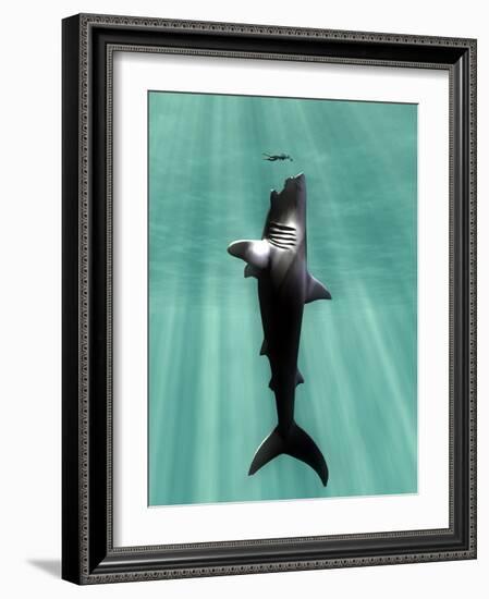 Megalodon Prehistoric Shark with Human-Christian Darkin-Framed Photographic Print