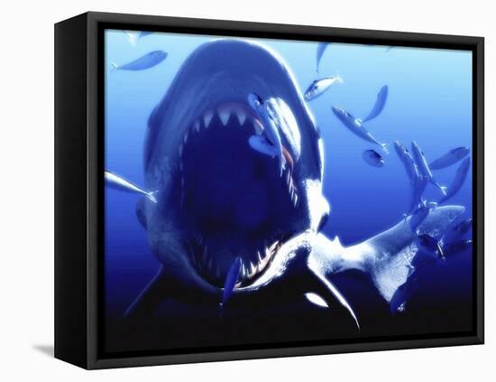 Megalodon Prehistoric Shark-Christian Darkin-Framed Premier Image Canvas