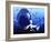 Megalodon Prehistoric Shark-Christian Darkin-Framed Photographic Print