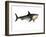 Megalodon Shark, an Enormous Predator from the Cenozoic Era-null-Framed Art Print