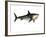 Megalodon Shark, an Enormous Predator from the Cenozoic Era-null-Framed Art Print