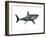 Megalodon Shark, an Enormous Predator from the Cenozoic Era-null-Framed Art Print