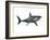 Megalodon Shark, an Enormous Predator from the Cenozoic Era-null-Framed Art Print