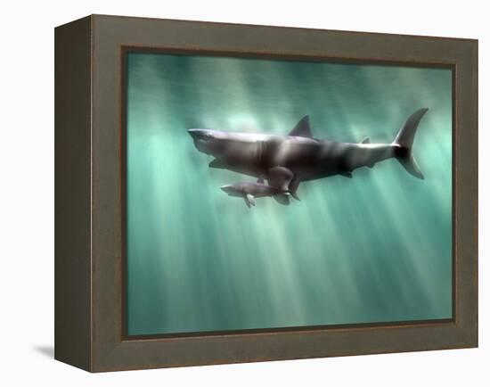 Megalodon Shark And Great White-Christian Darkin-Framed Premier Image Canvas