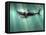 Megalodon Shark And Great White-Christian Darkin-Framed Premier Image Canvas