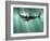 Megalodon Shark And Great White-Christian Darkin-Framed Photographic Print