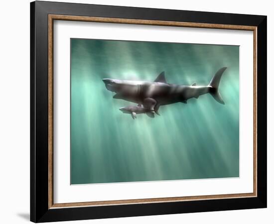 Megalodon Shark And Great White-Christian Darkin-Framed Photographic Print