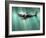 Megalodon Shark And Great White-Christian Darkin-Framed Photographic Print