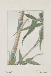 Botanical Study - Pine-Megata Morikaga-Laminated Giclee Print