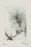 Botanical Study - Willow-Megata Morikaga-Mounted Giclee Print