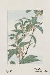 Mok?gì Althea (Hibiscus)-Megata Morikaga-Framed Art Print