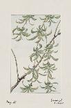 Botanical Study - Willow-Megata Morikaga-Giclee Print