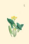 Botanical Study - Plant-Megata Morikaga-Laminated Giclee Print