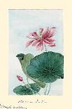 Botanical Study - Pine-Megata Morikaga-Laminated Giclee Print