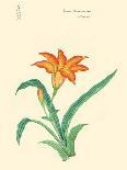 Botanical Study - Pine-Megata Morikaga-Mounted Giclee Print