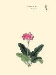 Botanical Study - Plant-Megata Morikaga-Giclee Print