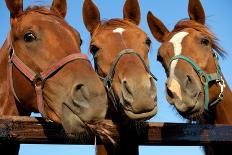 Three  Heads of a Horses-Meggj-Framed Photographic Print