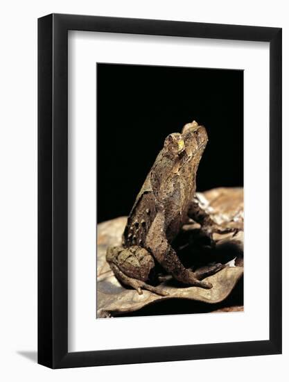 Megophrys Longipes-Paul Starosta-Framed Photographic Print