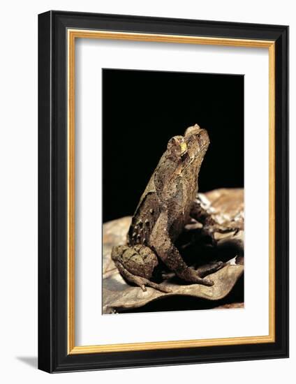 Megophrys Longipes-Paul Starosta-Framed Photographic Print