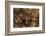 Megophrys Longipes-Paul Starosta-Framed Photographic Print