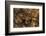 Megophrys Longipes-Paul Starosta-Framed Photographic Print