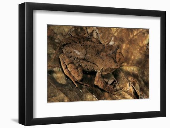 Megophrys Longipes-Paul Starosta-Framed Photographic Print