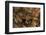 Megophrys Longipes-Paul Starosta-Framed Photographic Print