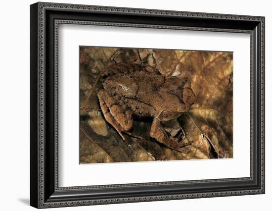 Megophrys Longipes-Paul Starosta-Framed Photographic Print