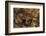 Megophrys Longipes-Paul Starosta-Framed Photographic Print