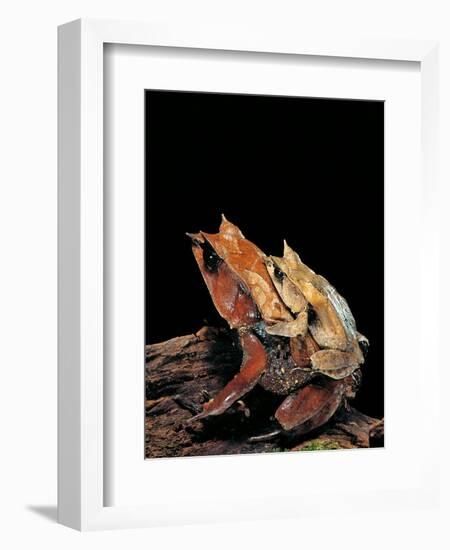 Megophrys Nasuta (Malayan Horned Frog, Long-Nosed Horned Frog, Malayan Leaf Frog) - Mating-Paul Starosta-Framed Photographic Print